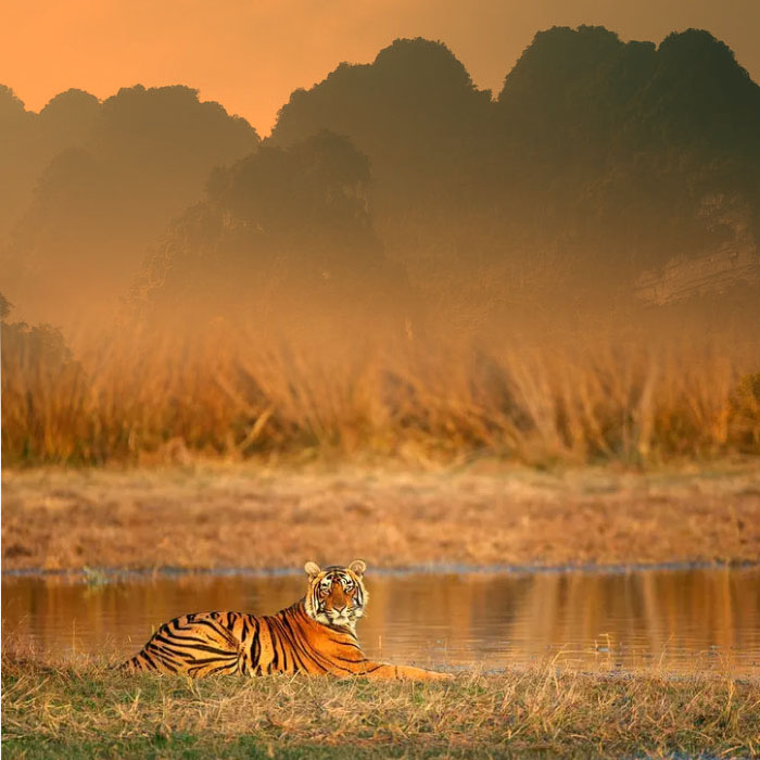 sariska tiger safari booking